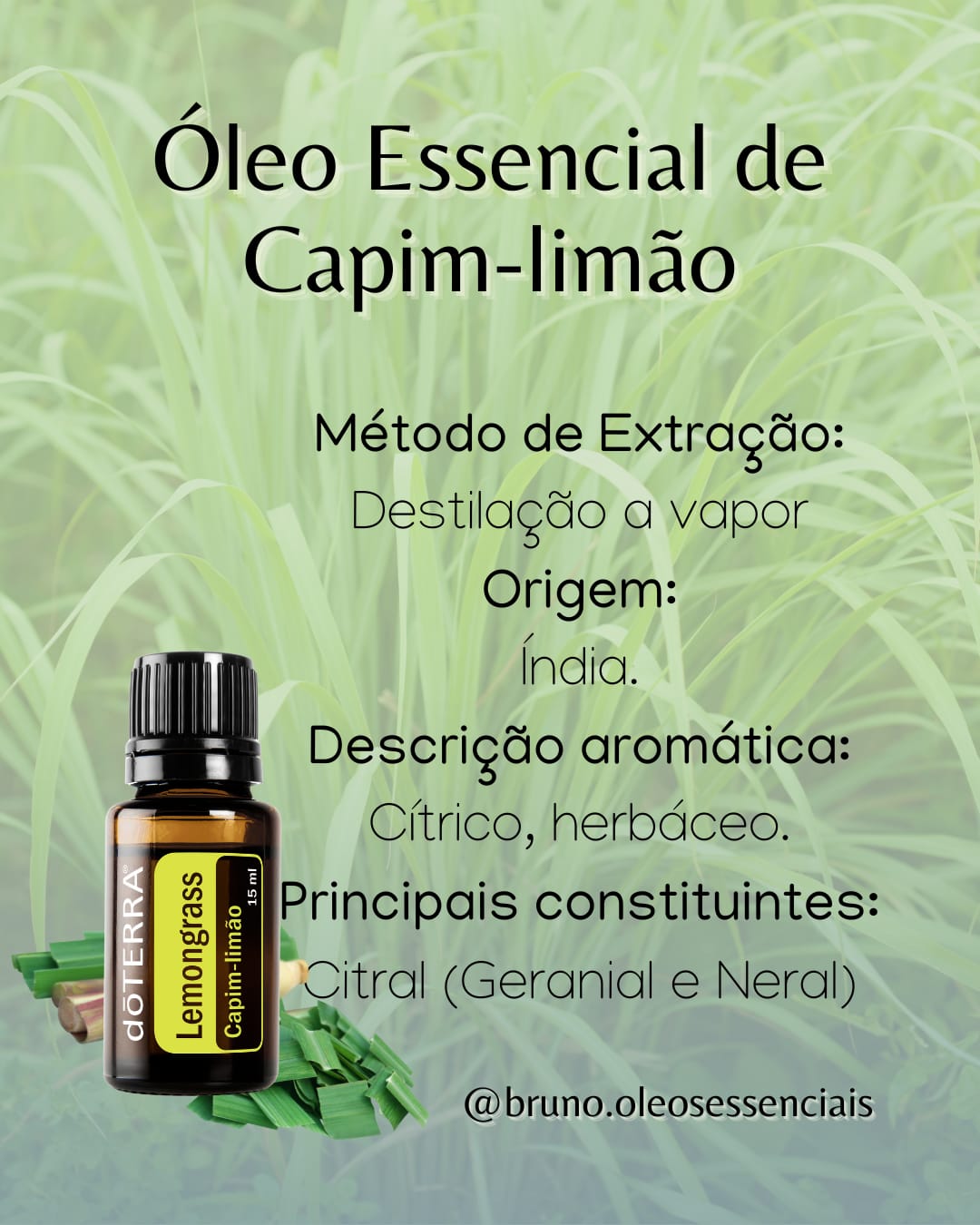 Capim-limão