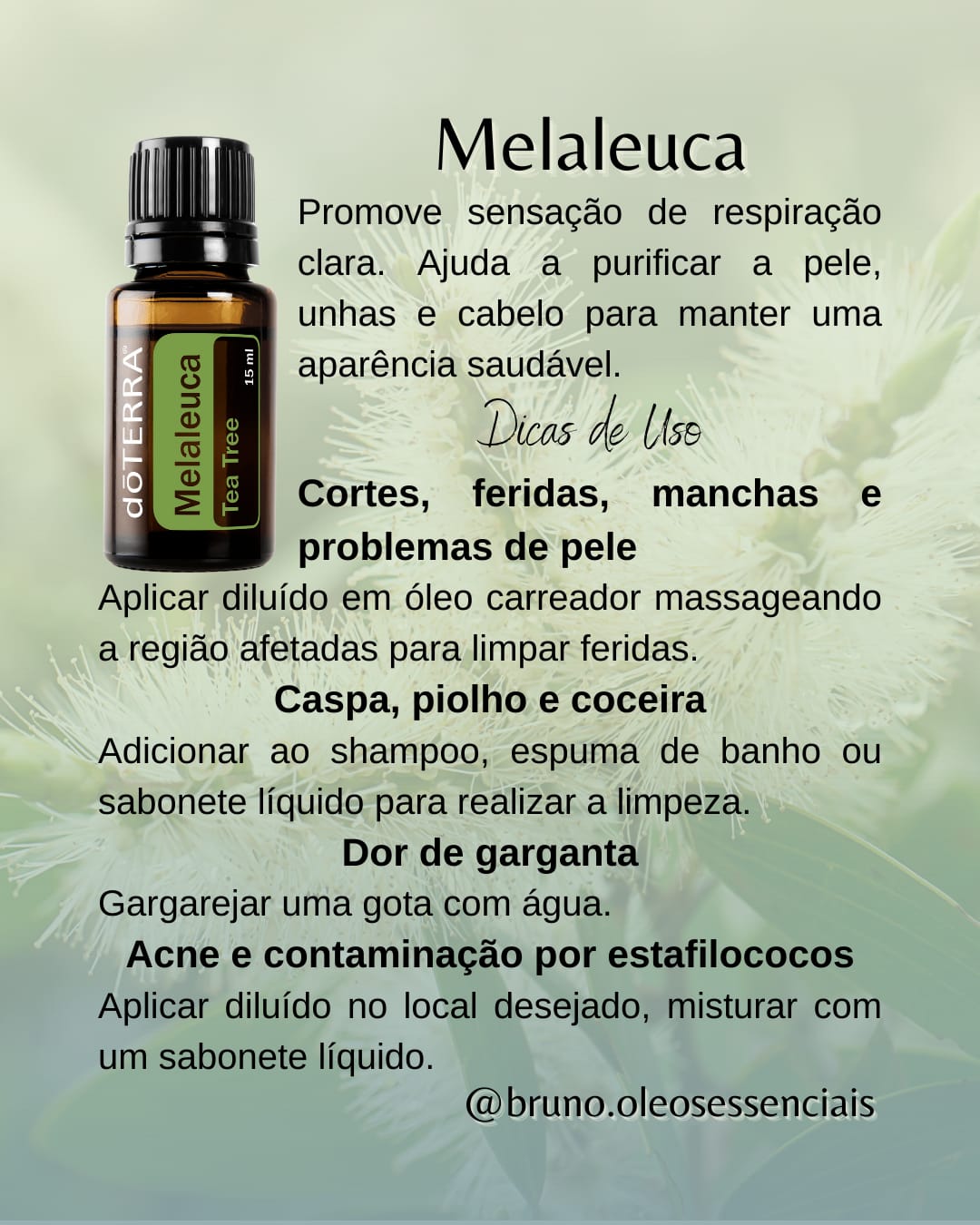Melaleuca